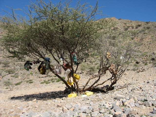 Acacia tree campsite, Oman
